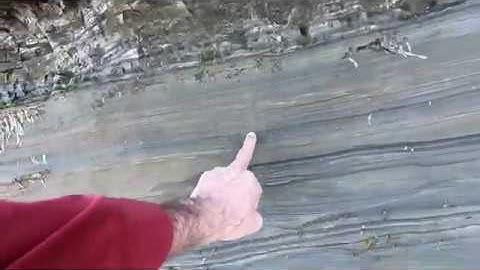 Permineralized Deep Layered Tissue of a Leviathan Creature