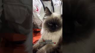 Download Lagu #freepalestine #palestine #gaza #westbank #ceasefire #bissan #israel #war #motaz MP3