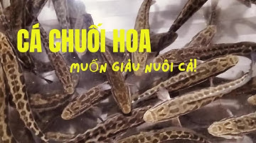 Làm Giàu Từ Mô Hình Nuôi Cá Chuối Hoa Trong Bể Xi Măng Tại Nhà | Bí Quyết Thành Công