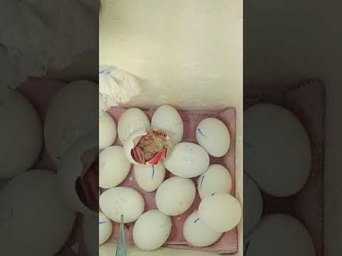Vídeo: Por que os ovos comprados na loja são brancos?