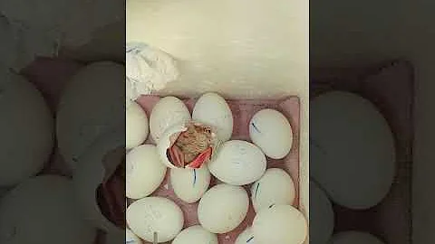 É possível chocar um ovo comprado no mercado?