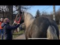 Жеребець Першерон. 1 рік.9 міс. Сивий Красень. Armasar Percheron🔥🔥🔥🐴🐴🐴 Можливий Продаж!!!