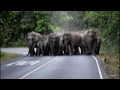 Elephants in Khao Yai National Park, Thailand.