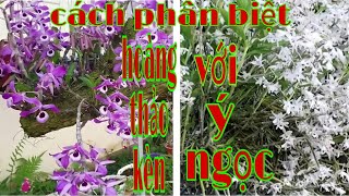 Phân biệt Hoàng thảo kèn và ý ngọc bạn nên biết, Hoàng thảo kèn lai châu, phong lan rừng pv