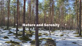 Sounds of the winter forest and birdsong. Звуки зимнего леса и пение птиц.