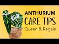 ANTHURIUM Care & Tips | Queen Anthurium Warocqueanum & Anthurium Regale speaks out