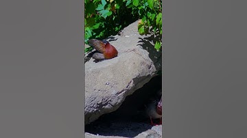 White-faced Whistling Duck Sitting 5   #shorts #fyp #duck