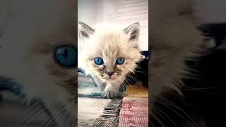 Here kitty, kitty, kitty! 😀 #animal #kitty #eyes #cat #shorts