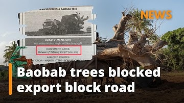 Kilifi Baobab trees blocked from leaving kenya are set for export again