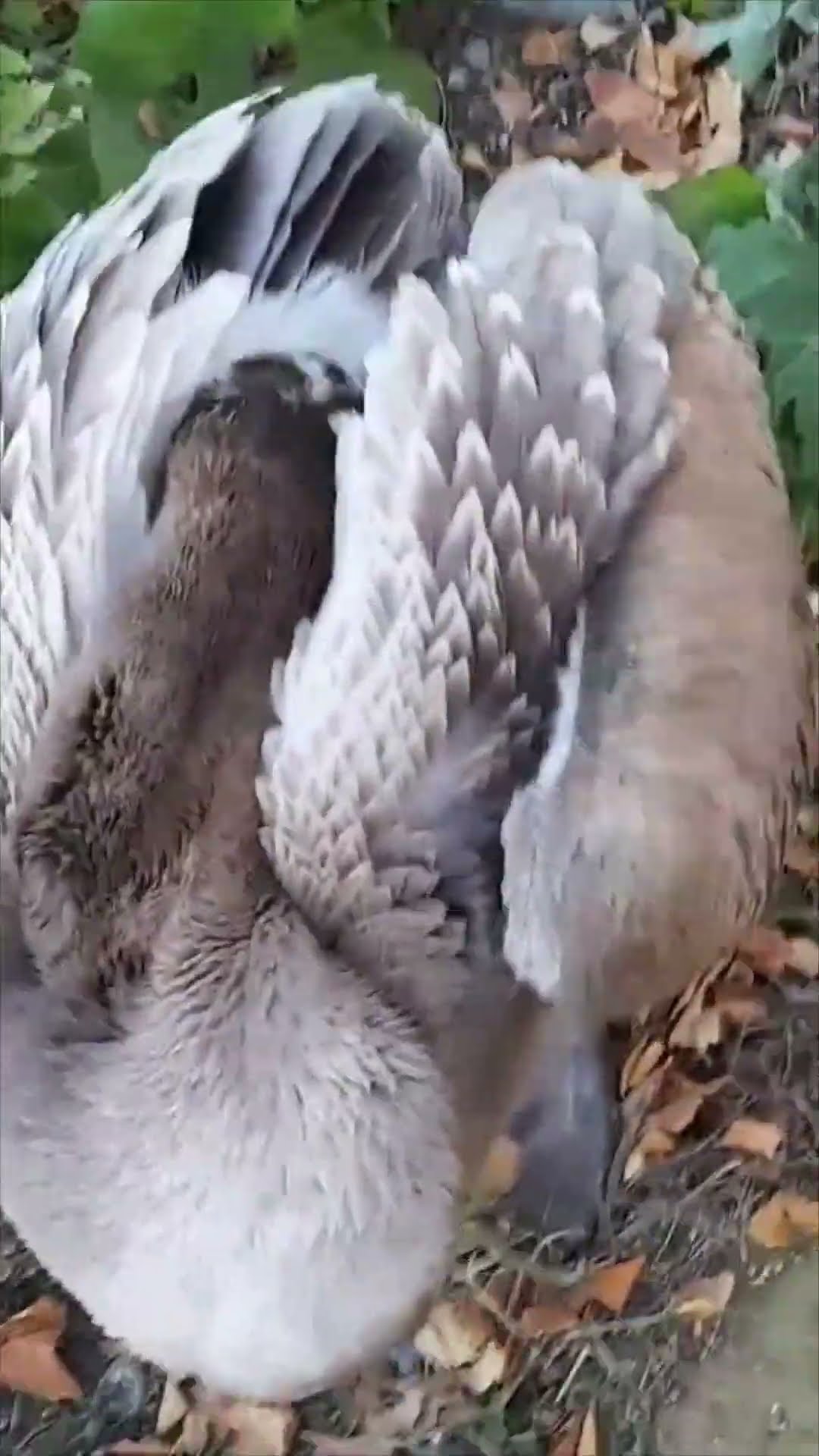 Man Films Sleeping Pelican That Looks Headless Before Waking It Up