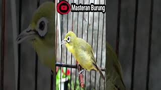 Pleci Lombok Bukpar #short - Bird Sound