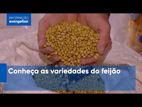 Vídeo: Variedades e tipos de feijão. Foto e descrição