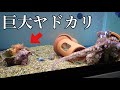 タコに巨大ヤドカリを与えてみたけど．．．【アクアリウム】