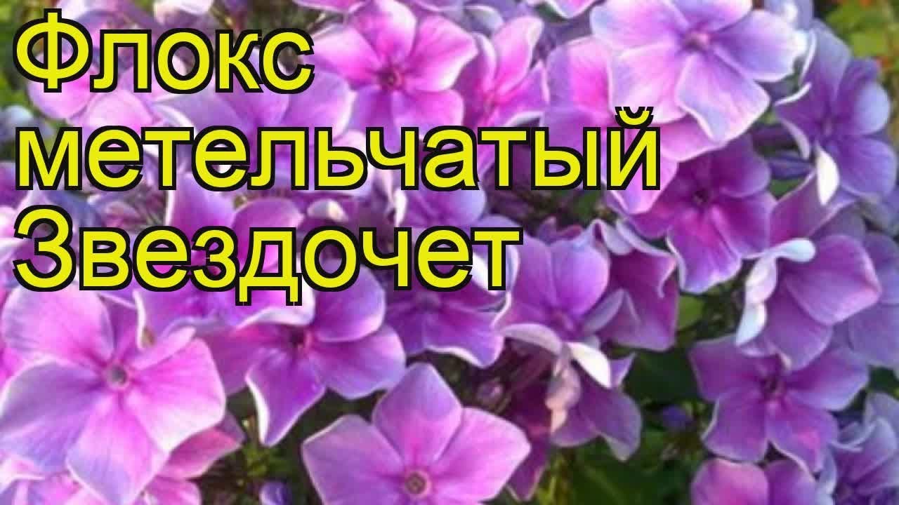 Флокс звездочет. Флокс метельчатый Звездочет. Флокс князь Звездочет. Флокс Звездочет однолетник. Флокс Звездочет Морозовой.