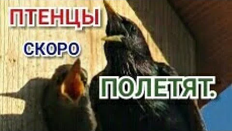 ПТЕНЦЫ СКОРО ПОЛЕТЯТ. Скворцы.