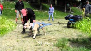 Old English Bulldog - Tak plyne čas Dexter Crazy