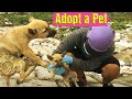 Rescue the burned puppy, abandoned off the beach and Help two puppies to roam in the abandoned house