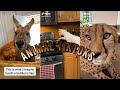 Animals 🏞️🦌 | TikyToky Compilations