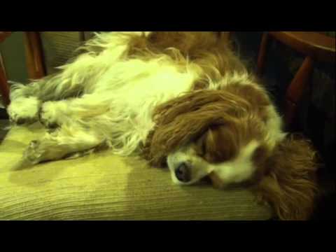 वीडियो: कुत्तों में खूनी दस्त के साथ पेट फ्लू