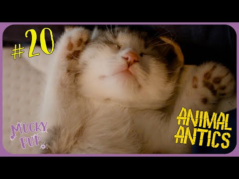 TOP 20 LAZIEST Animals 😸 | Animal Antics 🦥 | Full Episode | Mucky Pup documentary thumbnail