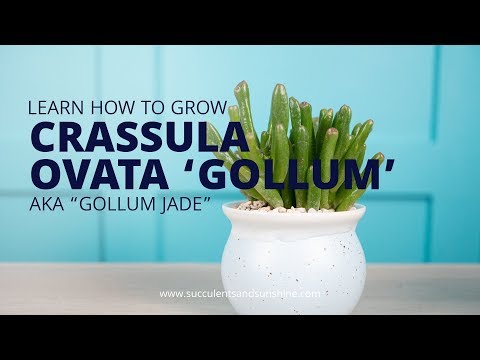 Vidéo: Cultiver des plantes de jade Gollum : comment prendre soin des plantes succulentes de jade Gollum