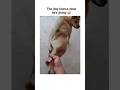 The dog knows what he's doing 😅 #funnydogs #dogfunnyvideos #funny