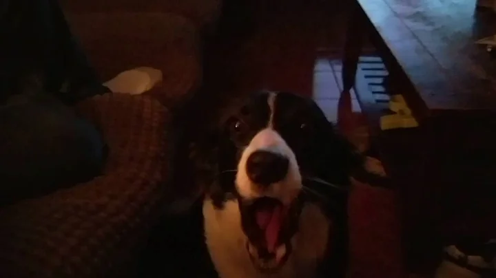 My Dog talking