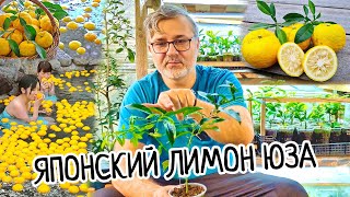 Я в Шоке! Знаменитый Японский лимон Юзу / Юдза. Как растет в домашних условиях и какой на вкус?