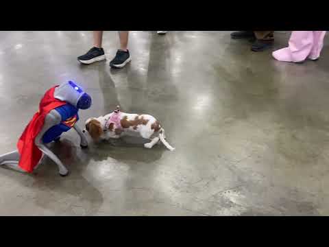 Robot Dog Wearing A Superman Cosplay Interact With People At Los Angeles Comicon 2025