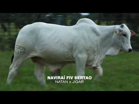 LOTE 03I - SERTÃO (NATAN x JIGAR)