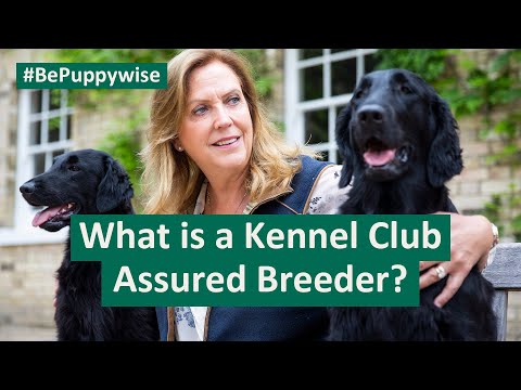 What is a Kennel Club Assured Breeder?