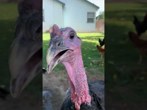 Cassowary Attack nearly