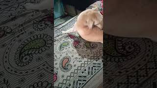 Puneet Superstar ?animals entertainment youtubeshorts dog shadowboy youtube doglover viral