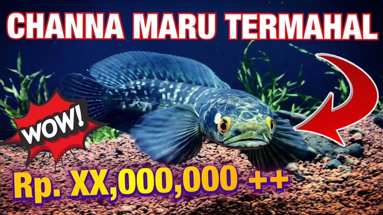 CHANNA MARU RIAU TERMAHAL CALON JUARA KONTES - GALLERY IKAN PREDATOR - YouTube