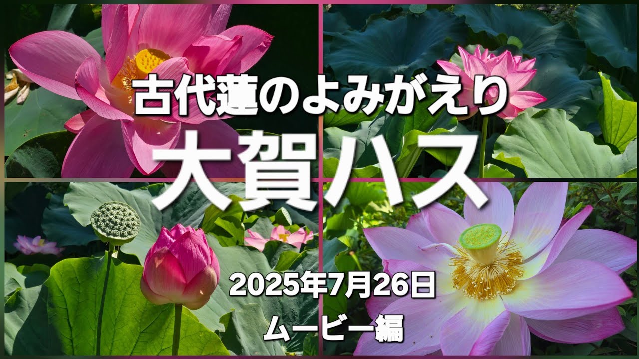 古代蓮のよみがえり🪷 今年は花も大きく良く咲きます｢大賀ハス｣(2025年