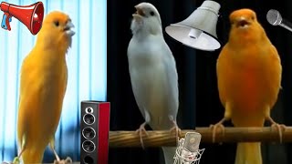 Bird Sounds | Canary Singing Bird | Canary Bird song || #canarysinging #bird #viralvideo