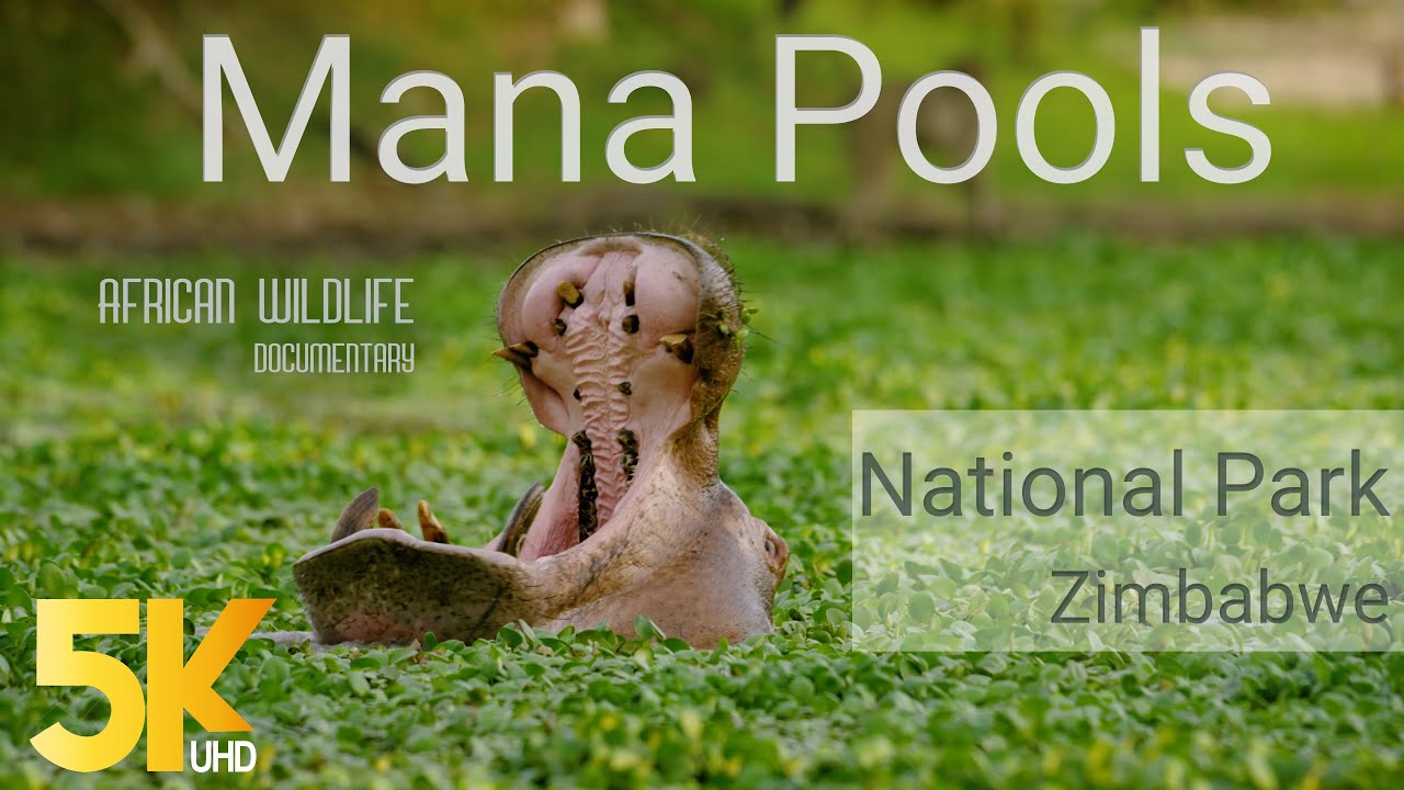 5K African Wildlife Documentary Film - Mana Pools National Park  Zimbabwe  Africa - 1 HR