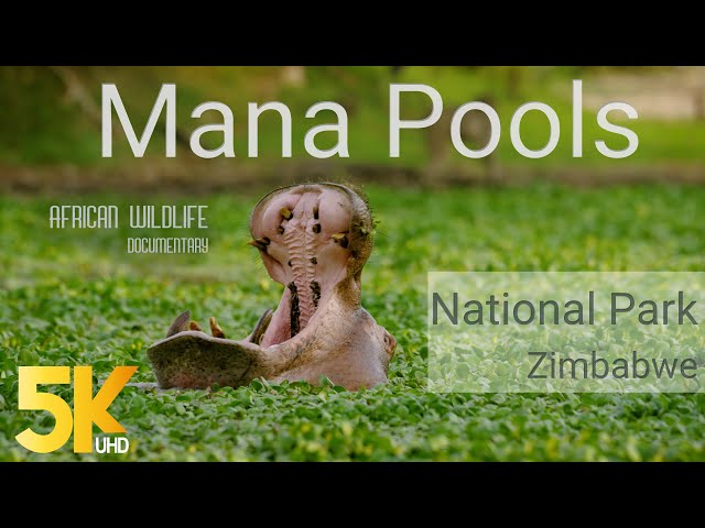 5K African Wildlife Documentary Film - Mana Pools National Park, Zimbabwe, Africa - 1 HR