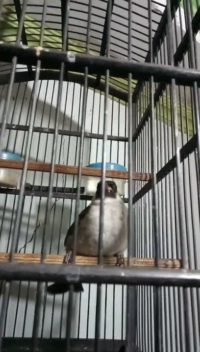 Burung kutilang bunyi nyerecet rubut #shorts
