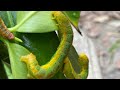 How to raise earthworms#animal  #vegetables