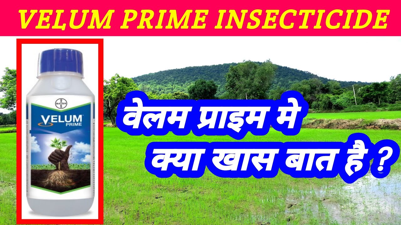Velum prime Insecticide fluopyram 33.48SC velum prime price dose
