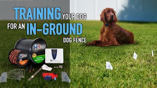 Training your dog for an in-ground dog fence system (2024 Extreme Dog Fence)