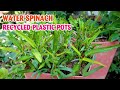 Grow Water spinach At Home In Recycled Plastic Pots  - MẸ ROSIE VLOG