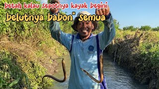 SEPOT YANG DI IDAM” KAN PARA PEMANCING BELUT 💯💯BELUTNYA BESAR BESAR