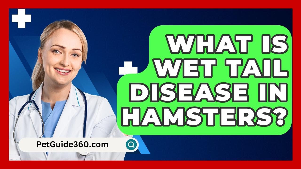 What Is Wet Tail Disease In Hamsters? - PetGuide360.com
