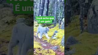 Esse Animal Parece um Gato Mas é um dos Predadores Mais Eficientes do Planeta