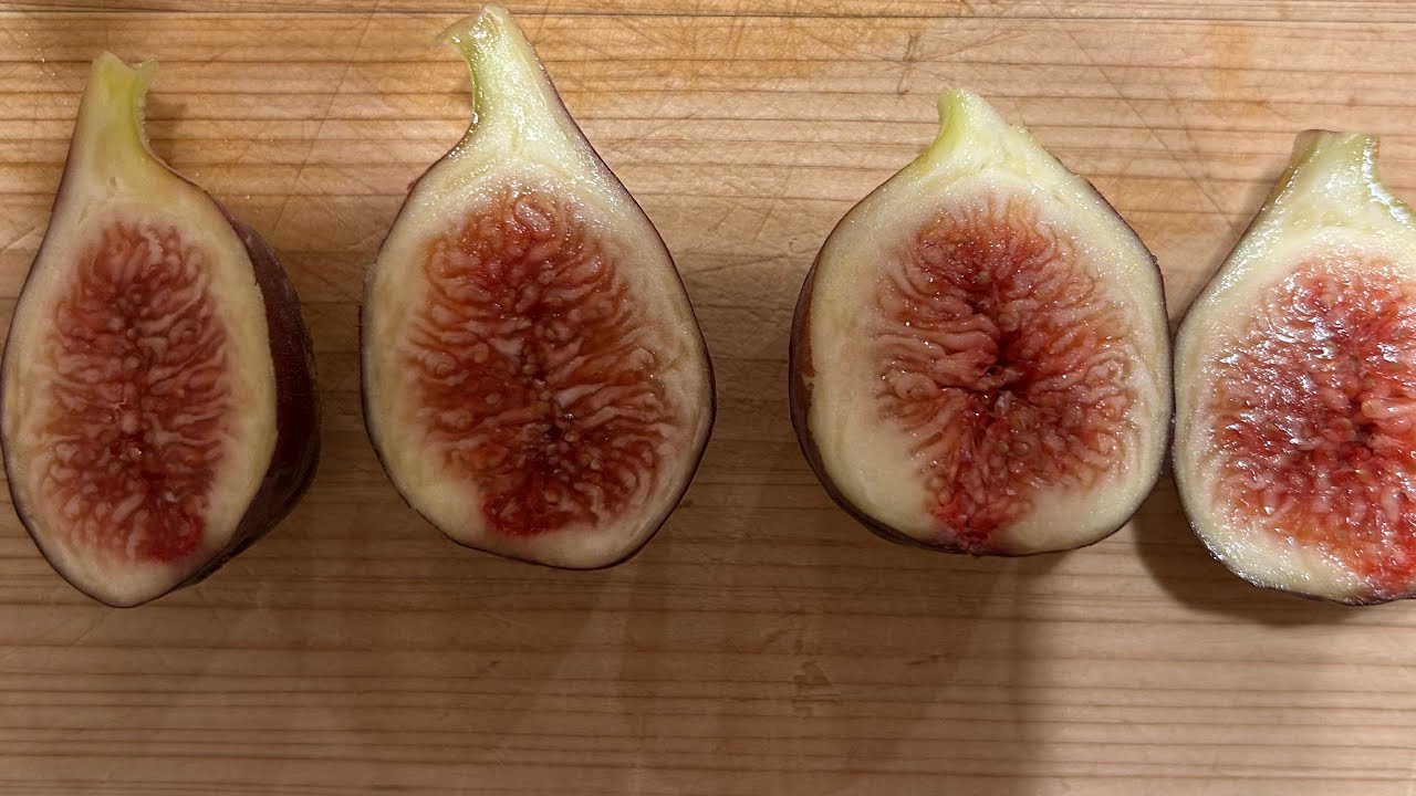 【イチジク】 イチジク食レポ [Marseilles Black VS(MBVS)]  甘くて美味しい品種です。