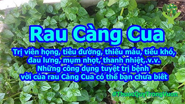 Rau Càng Cua: Trị viên họng, tiêu đường, thiếu máu, tiểu khó, đau lưng, mụm nhọt, thanh nhiệt,...