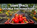 How the pros grow tomatoes with sage hill ranch gardens