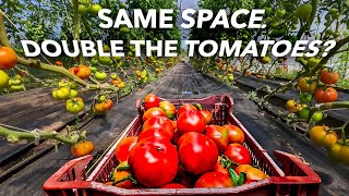 How the Pros Grow Tomatoes with Sage Hill Ranch Gardens